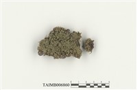 藏品(合葉蘚屬)的圖片